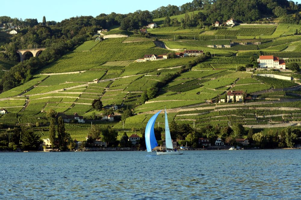 Vignes au-dessus du lac et voilier